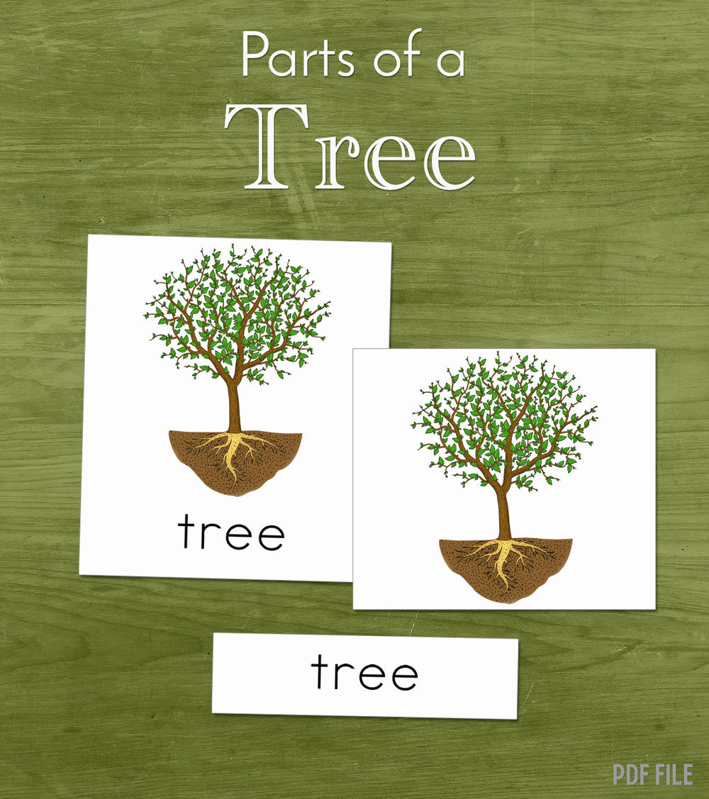 Parts of a Tree - Three Part Cards — Mobile Montessori