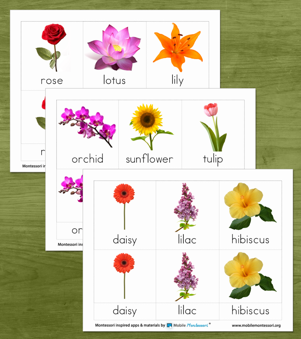 Types of Flowers - Nature Curriculum in Cards
