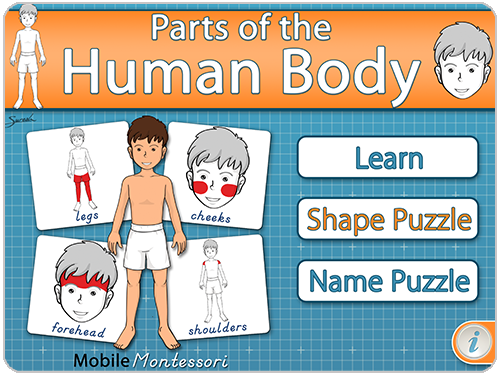 Human Body