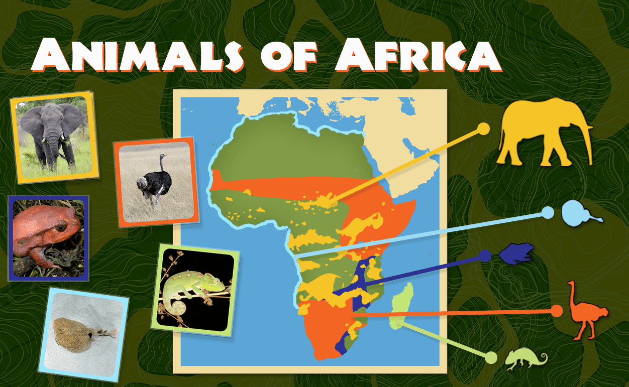 Animals of Africa