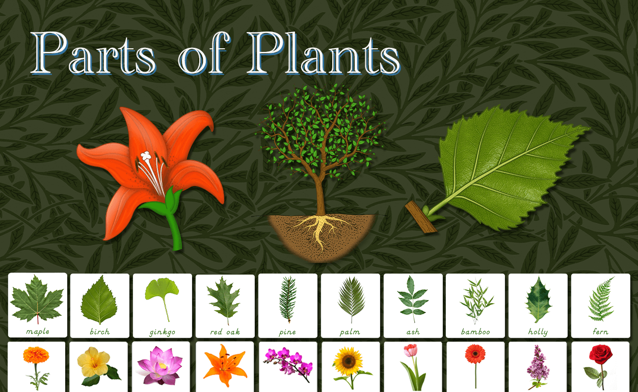 Parts of Plants