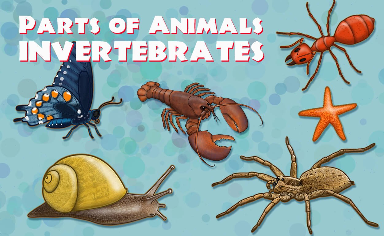 Parts of Animals - Invertebrates