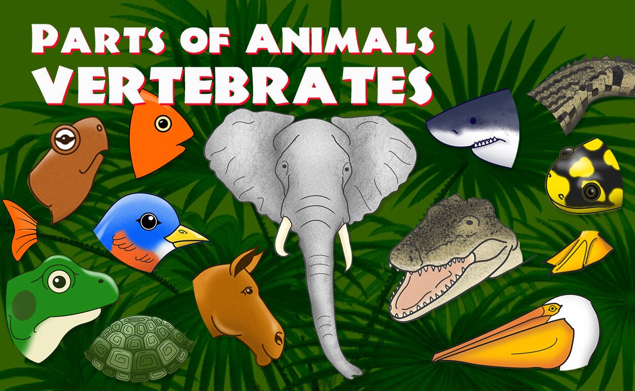 Parts of Animals - Vertebrates