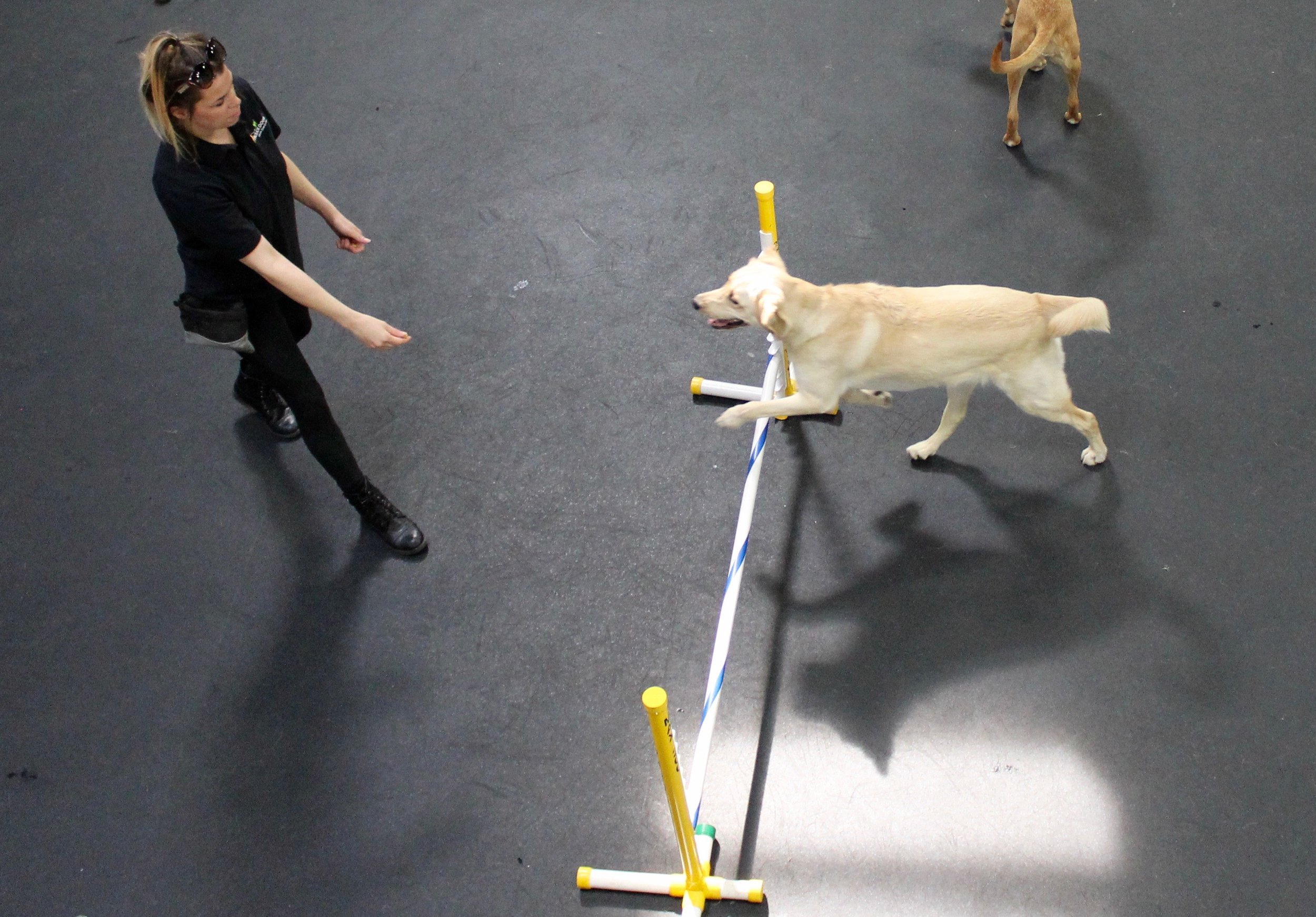 Agility - Reisling with Tayler.jpg