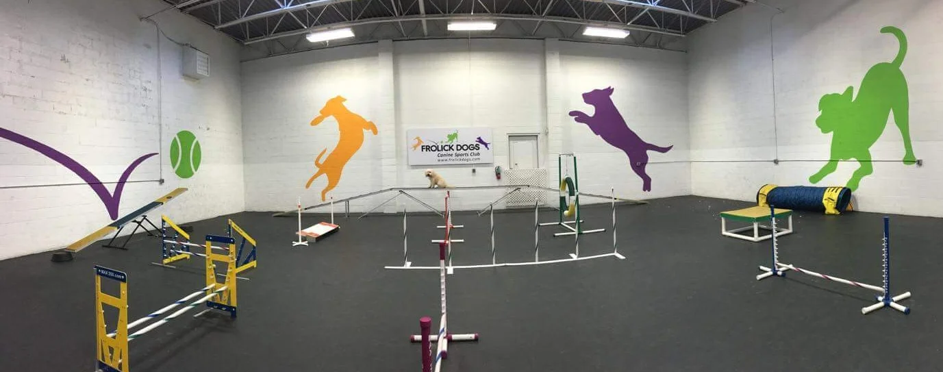 agility gym for dogs