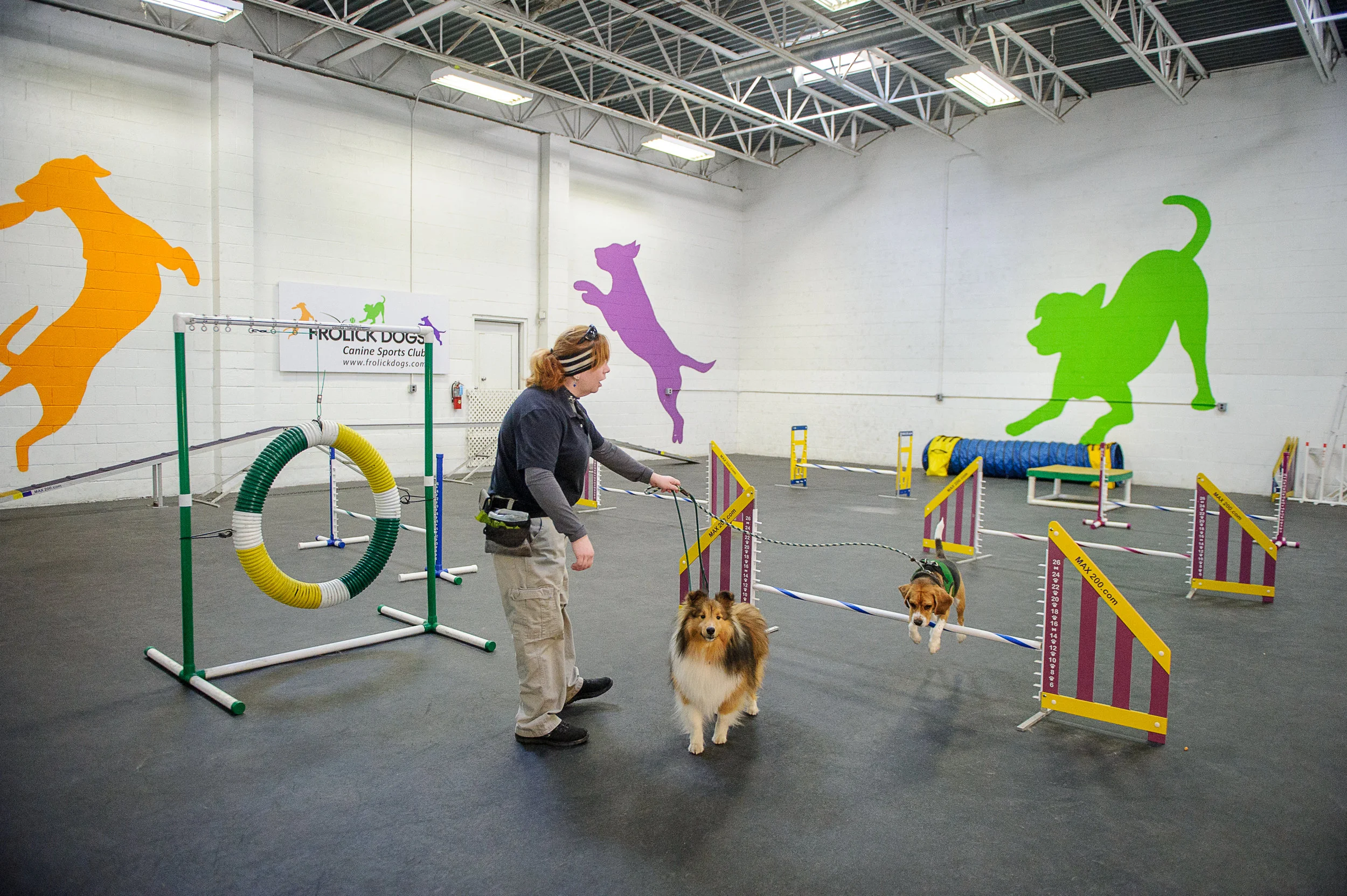 Hot indoor dog agility course Shop