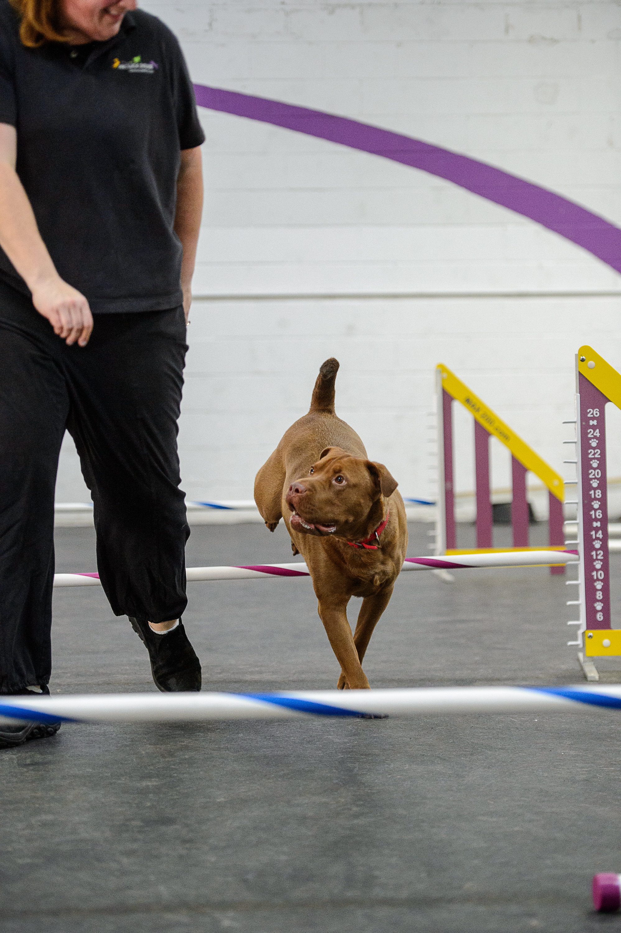 ALYPD18 Frolic Dogs-4968.jpg