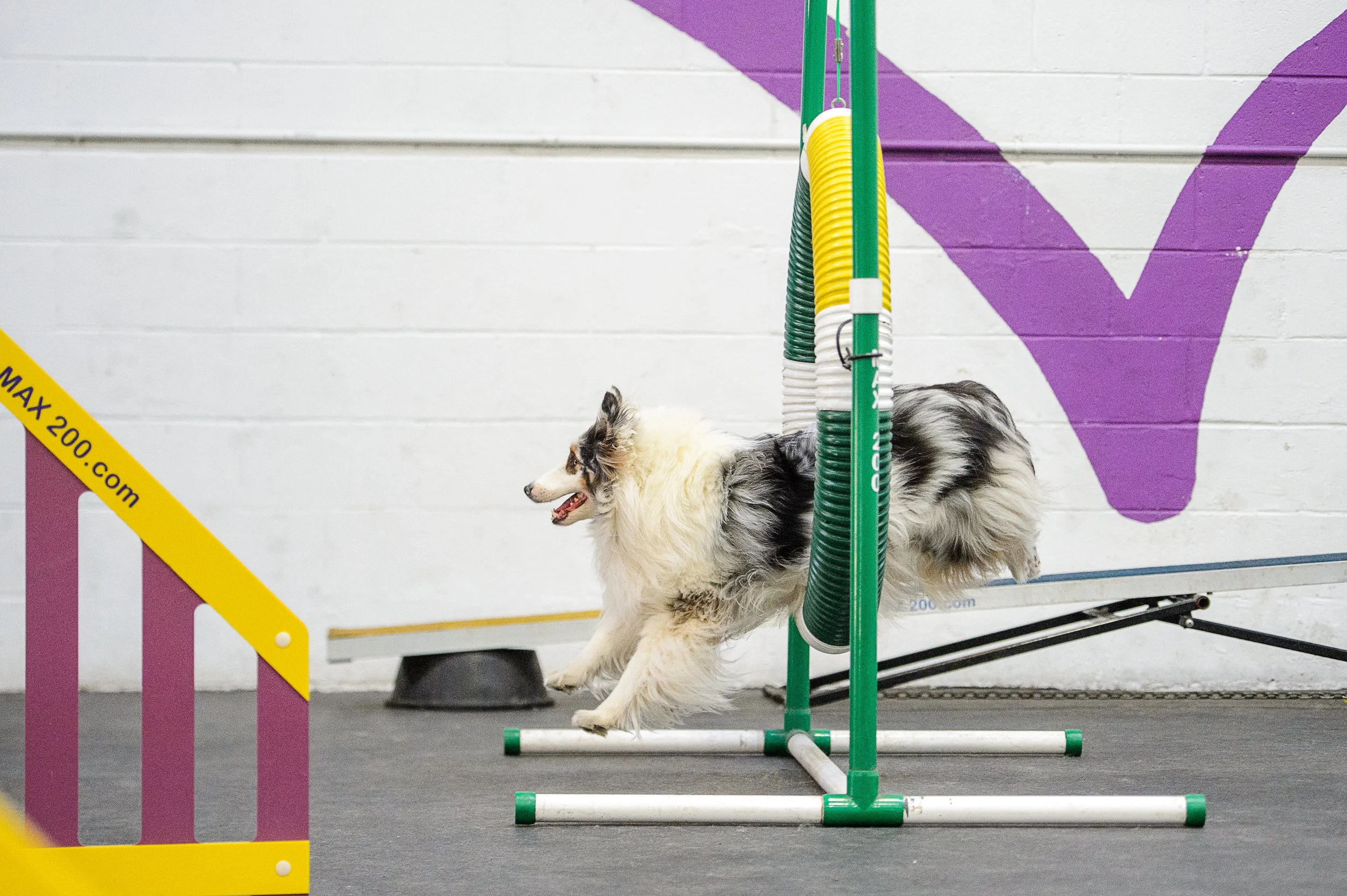ALYPD18 Frolic Dogs-4715-2.jpg