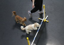 Frolick Small Dog Playgroup