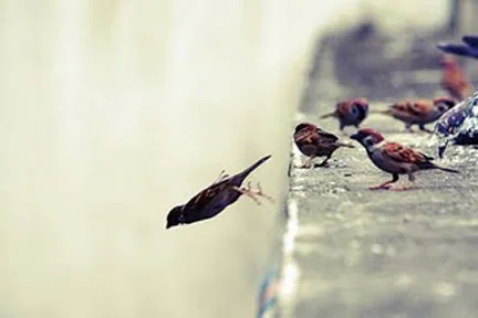 birds learning to fly.jpg