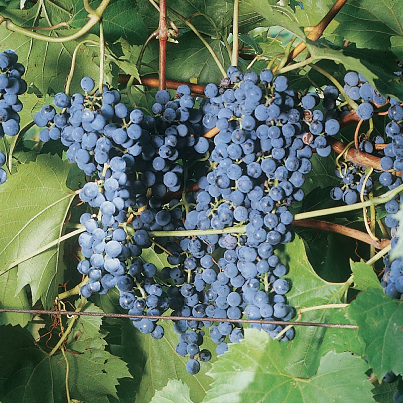 Grape Vine.jpg