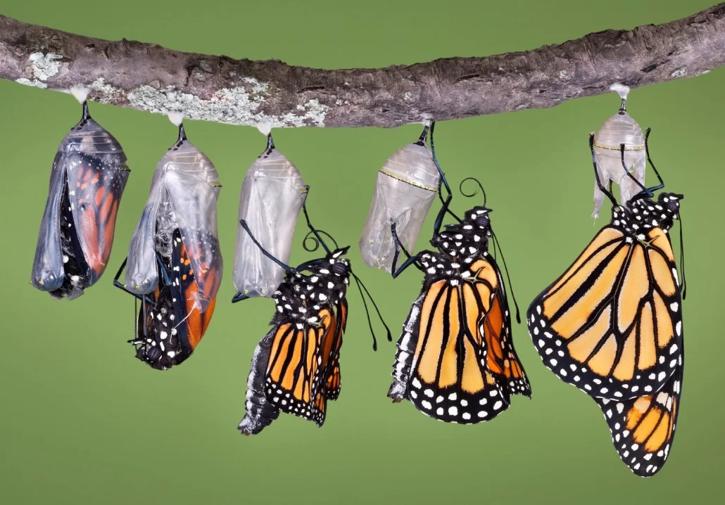 Butterflies-in-cocoons-emerging-1030x718.jpg