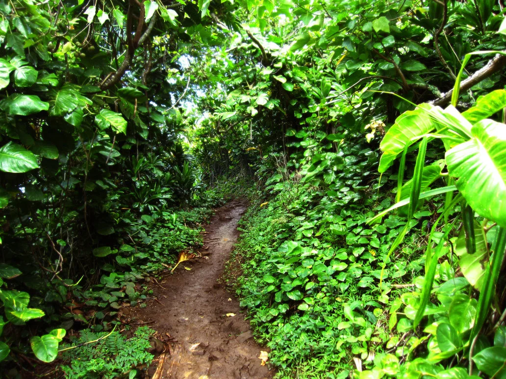 jungle_path_by_renegadellf.jpg