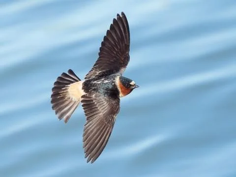 Swallow learning to fly.jpg