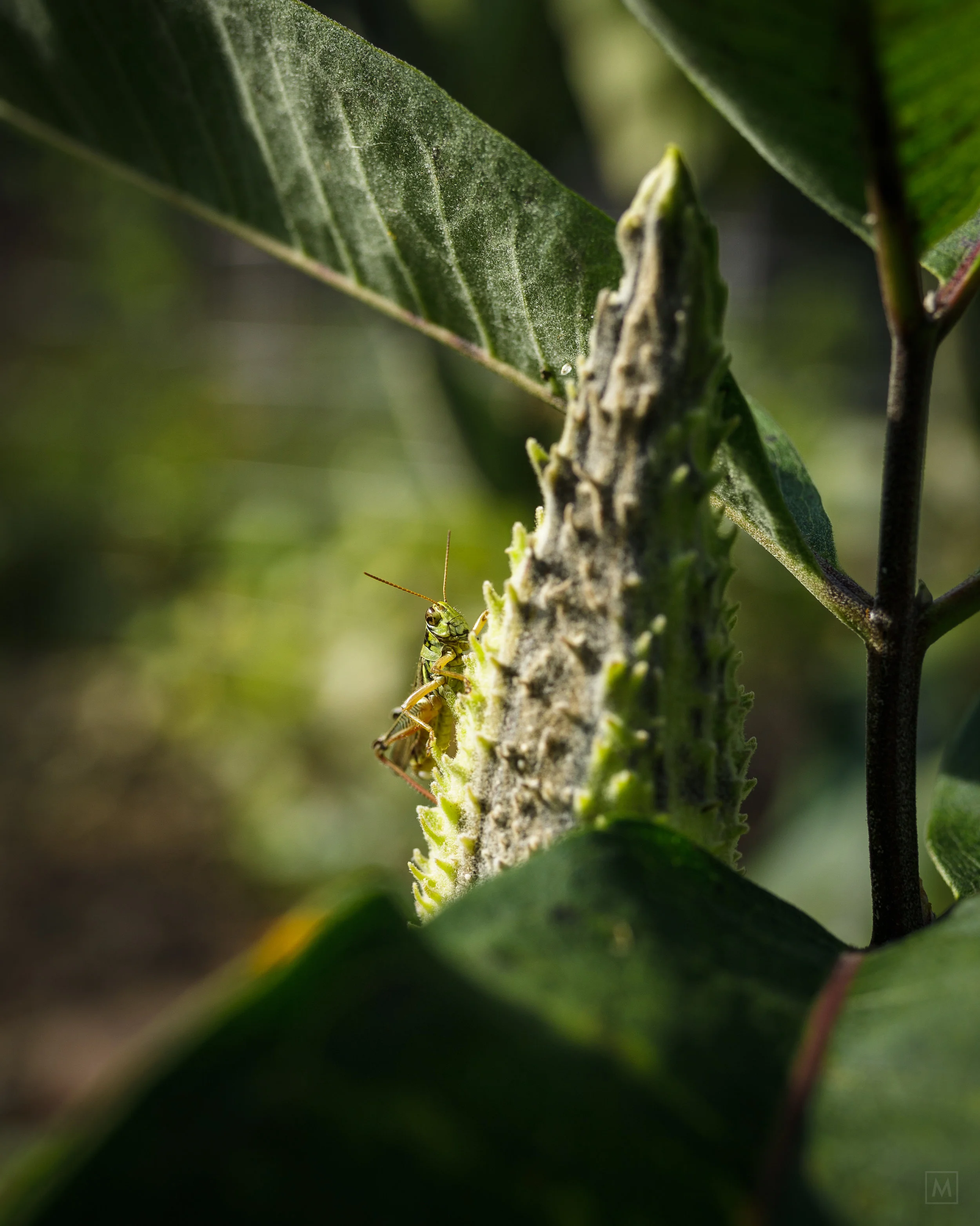 Grasshopper on Milkweed.jpg