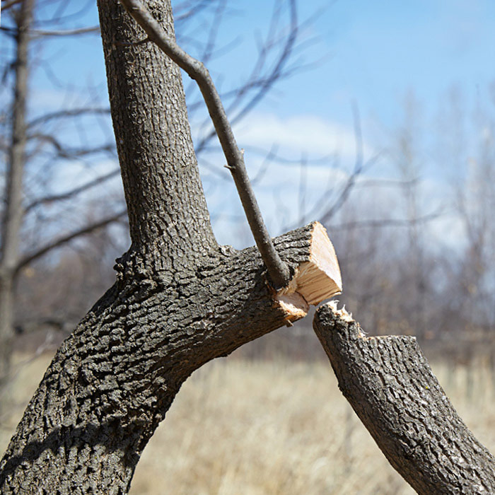 Cut Branch.jpg