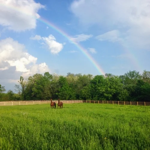 Rainbow pic.jpg