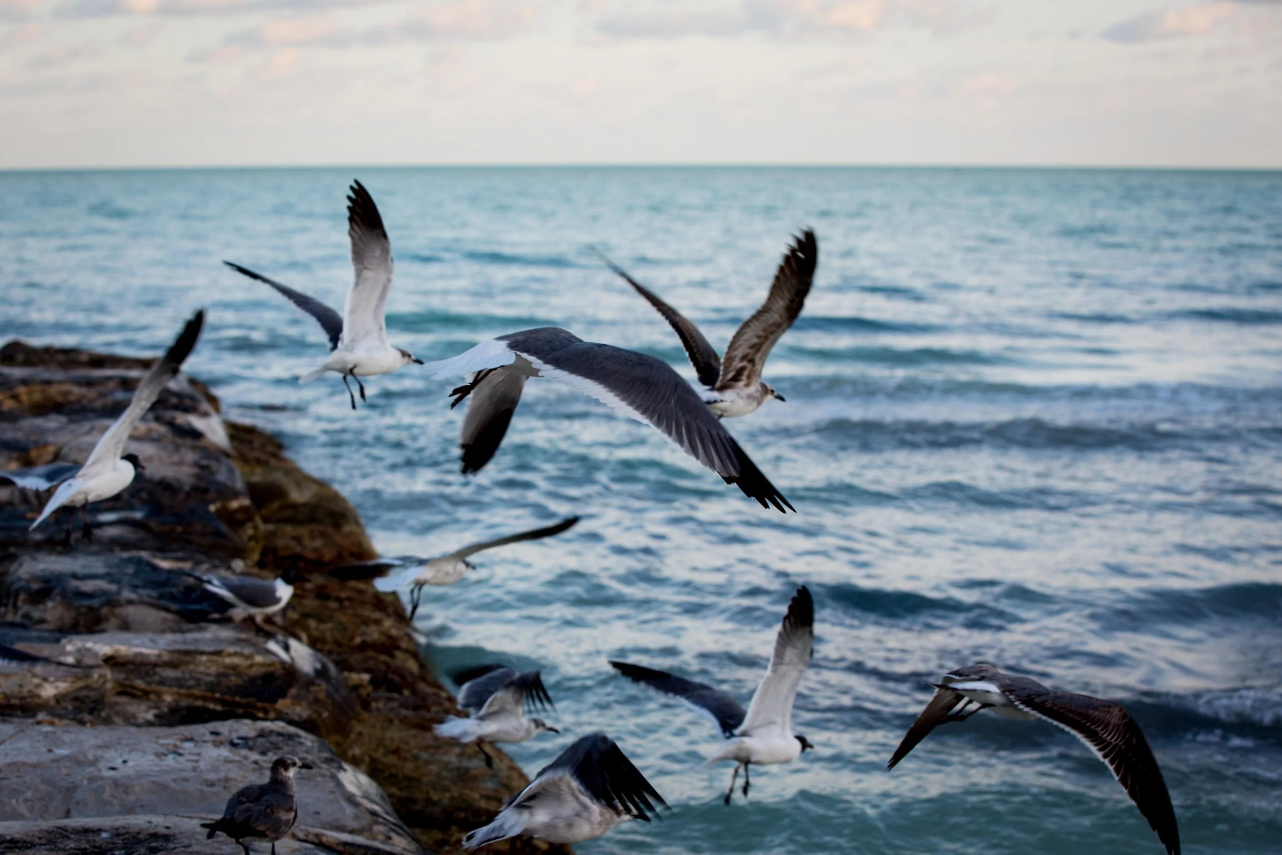 PhotographerAlyNicklas-31.jpg