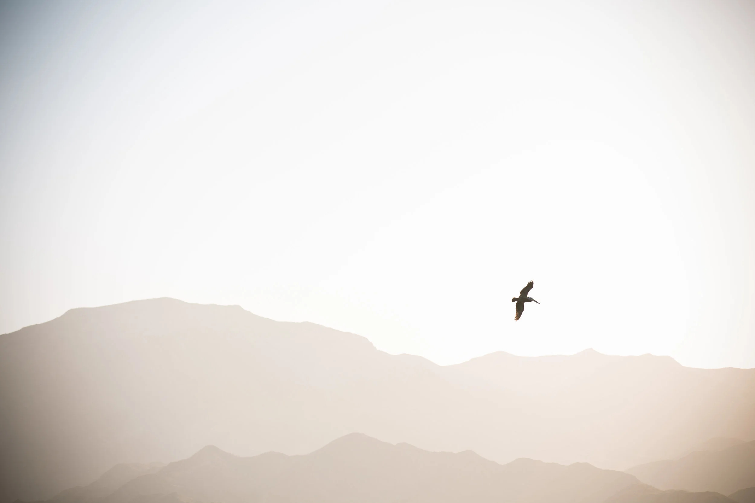 PhotographerAlyNicklas-1.jpg