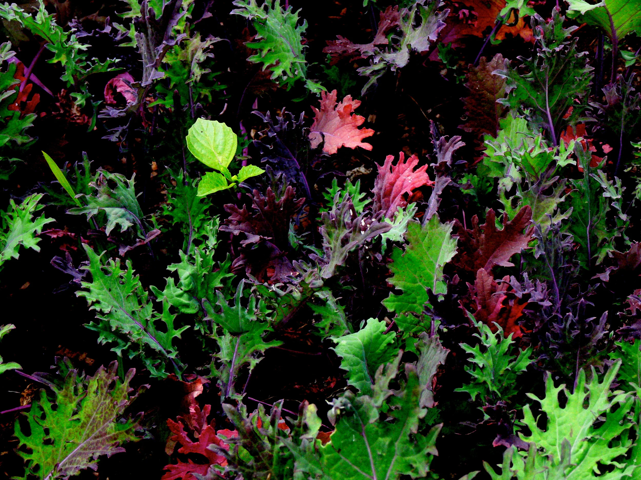 Rainbow Chard, Santa Cruz, California