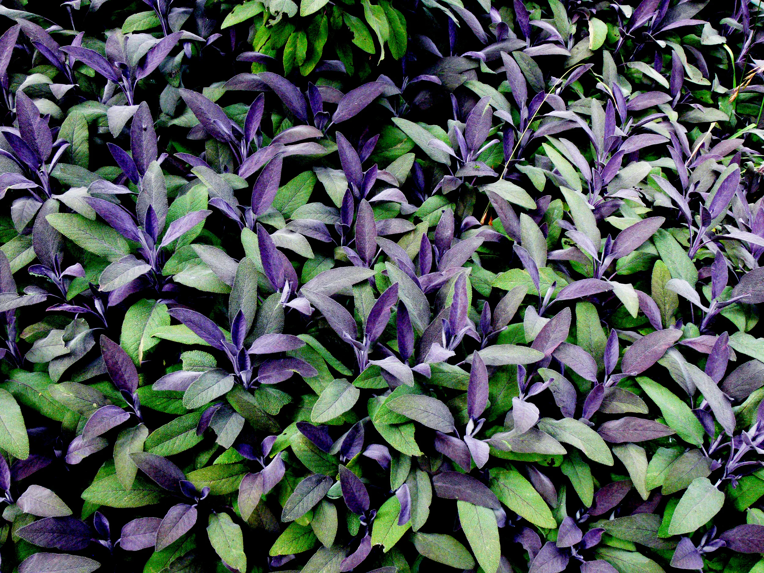 Sage, Santa Cruz, California