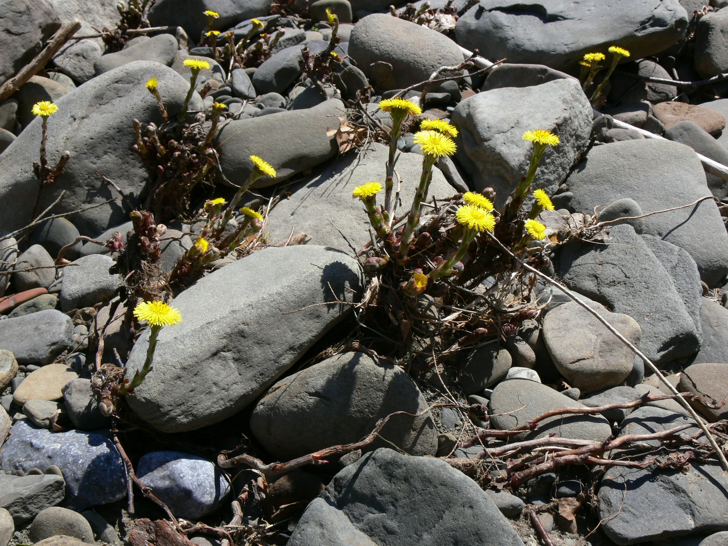 Coltsfoot, Waterfall House, New York