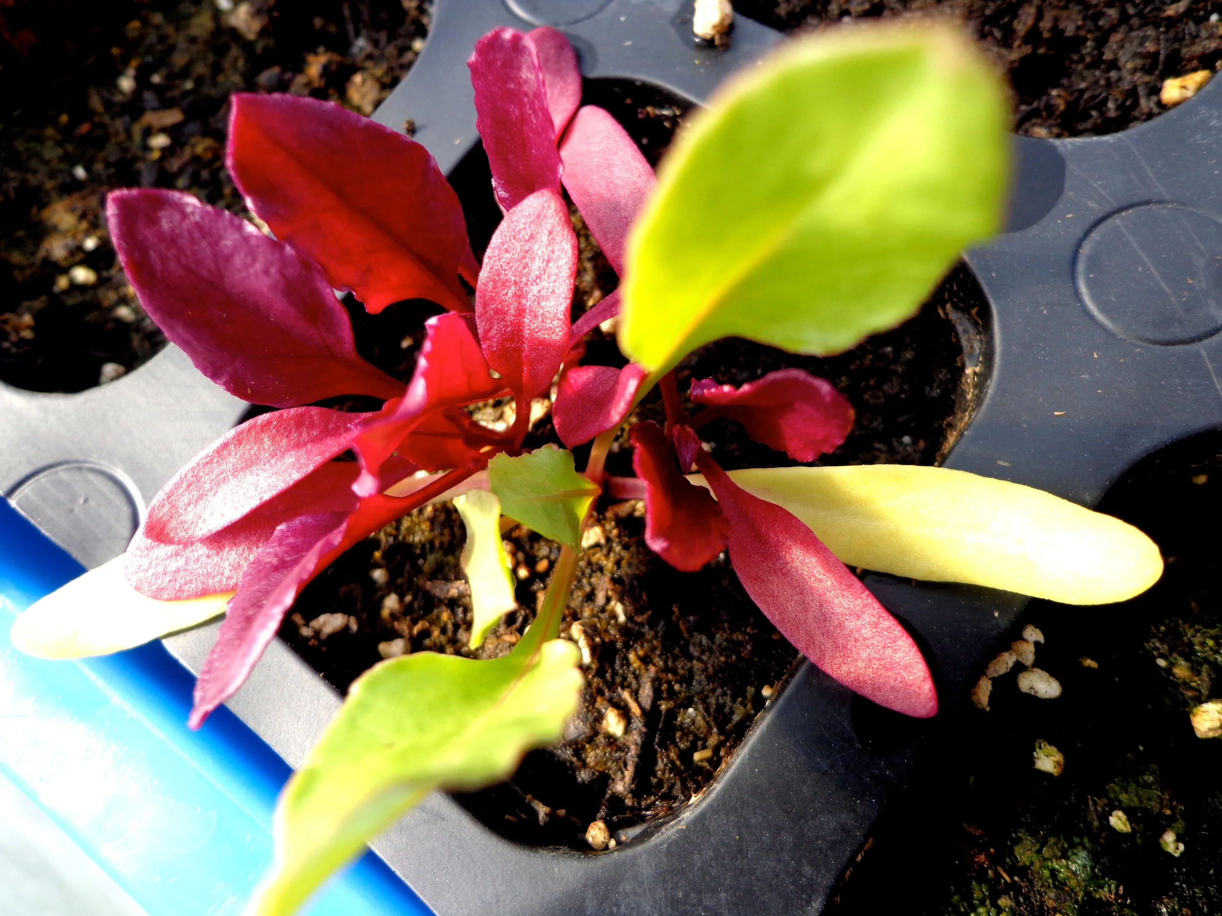 Rainbow Chard, Field Apothecary & Herb Farm, NY