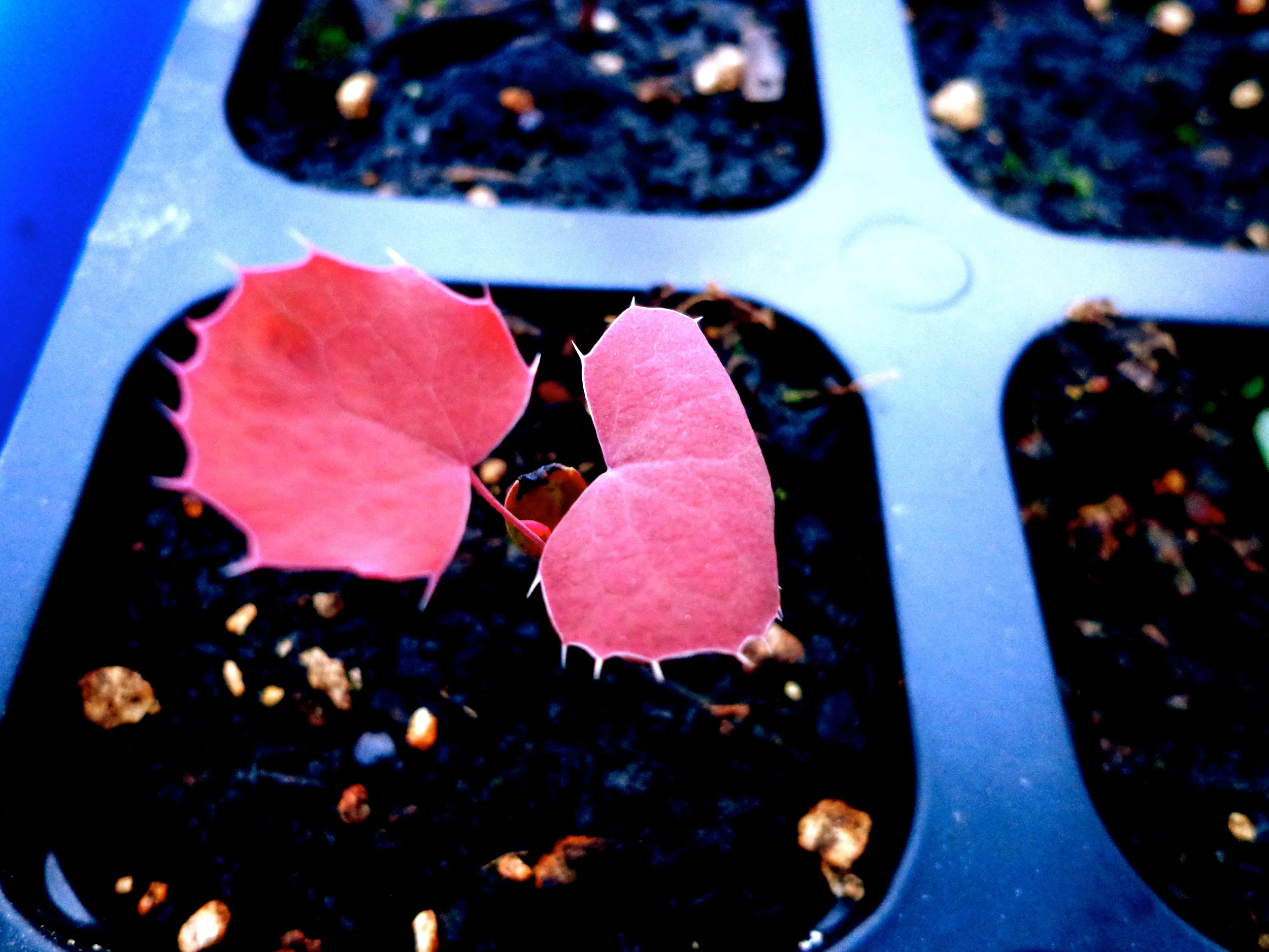 Oregon Grape Root, Field Apothecary & Herb Farm