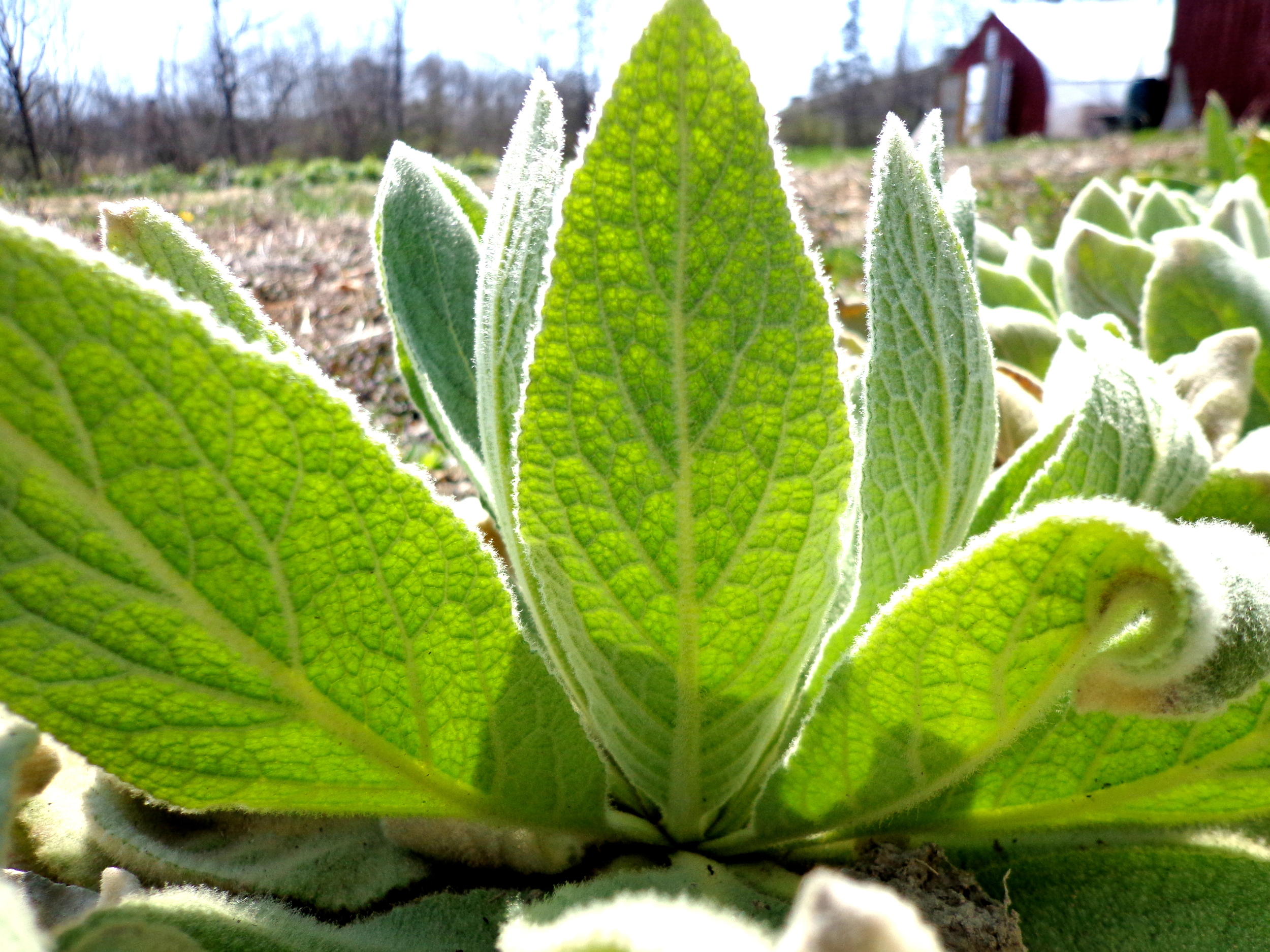 Mullein, Field Apothecary & Herb Farm, New York