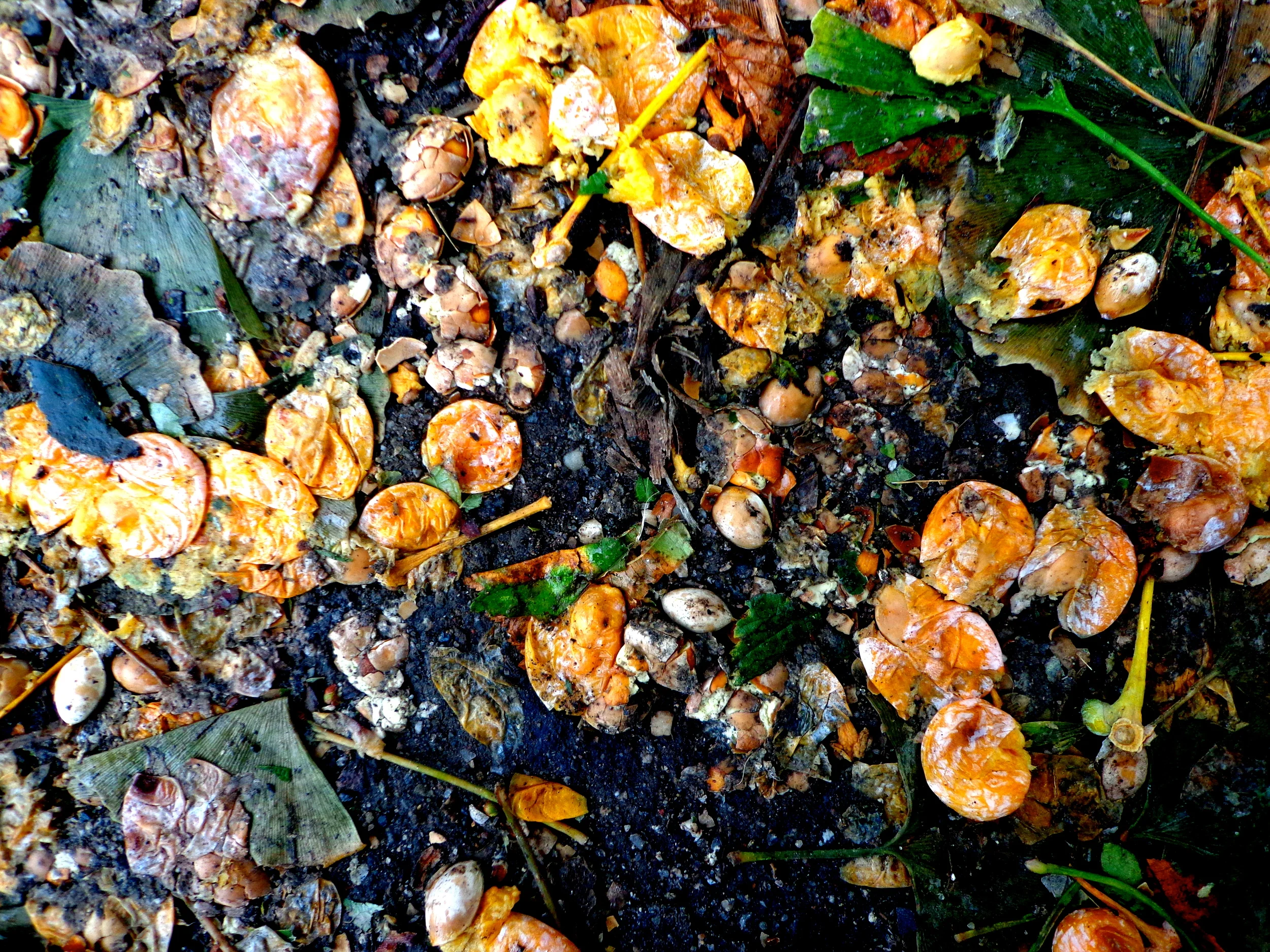 Gingko, Propsect Park, Brooklyn