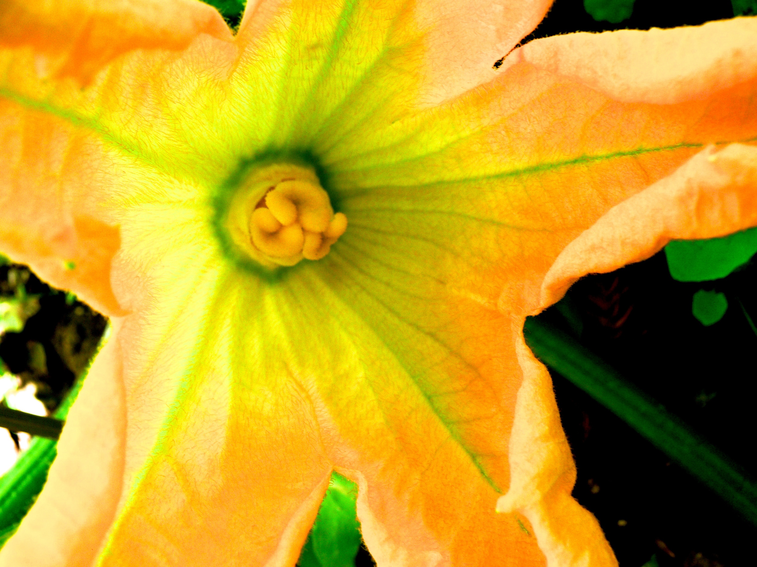 Squash, Backyard Garden, Santa Cruz