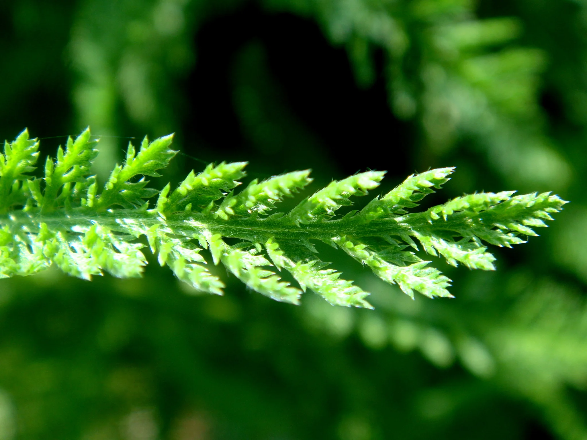 Yarrow, Wassaic Community Farm, NY