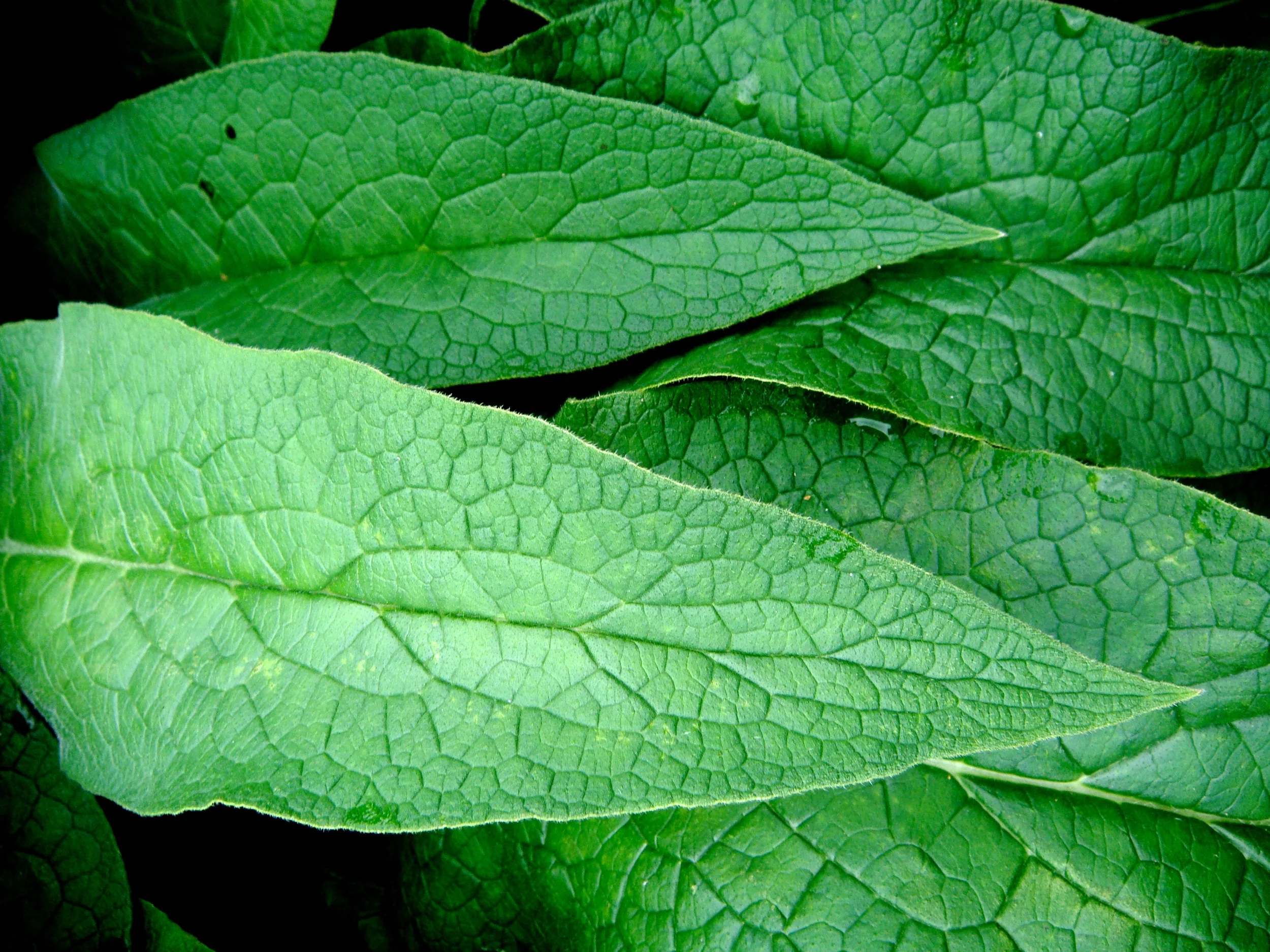 Comfrey, Vermont Center for Integrative Herbalism