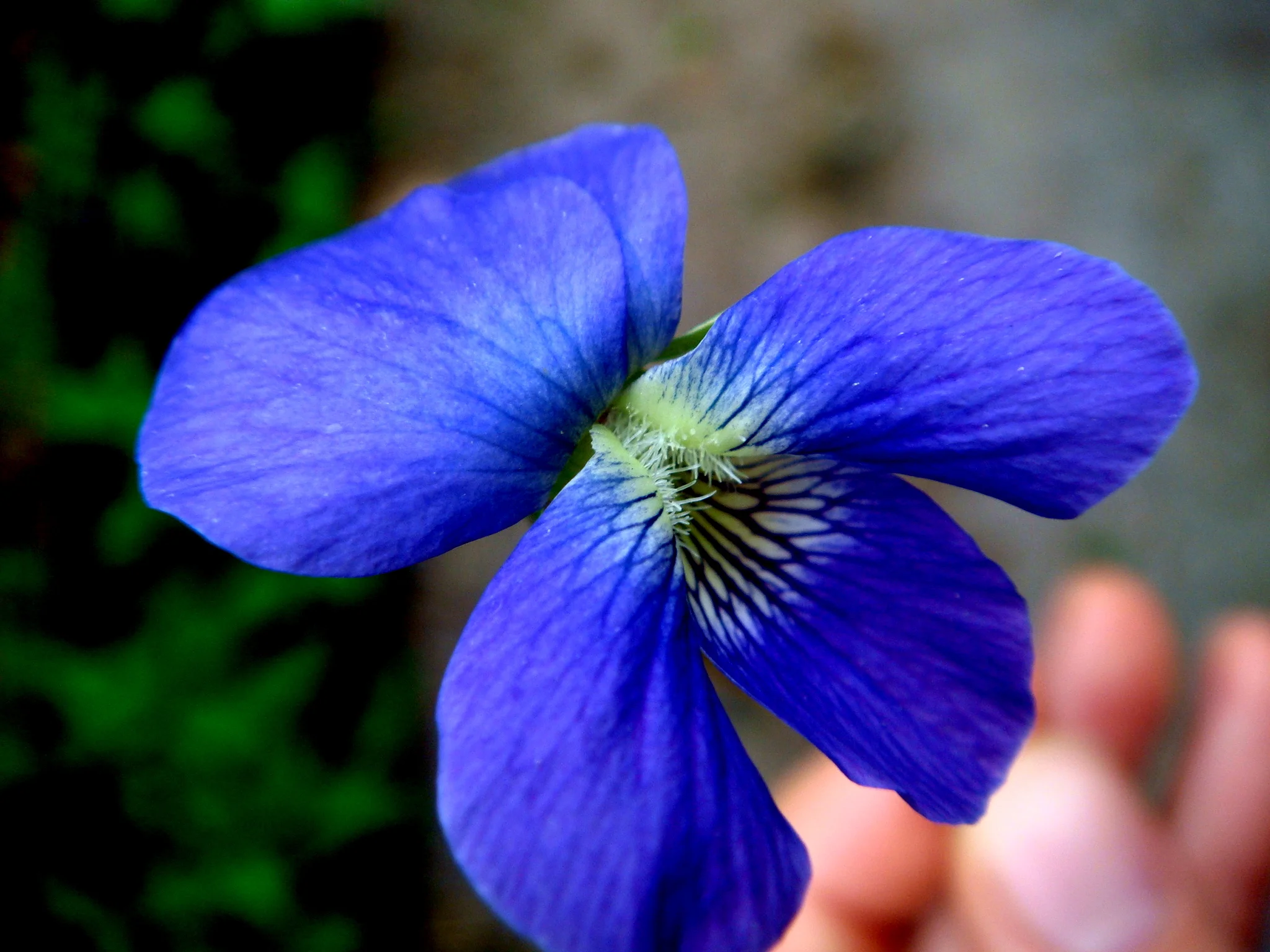 Violet, Brooklyn