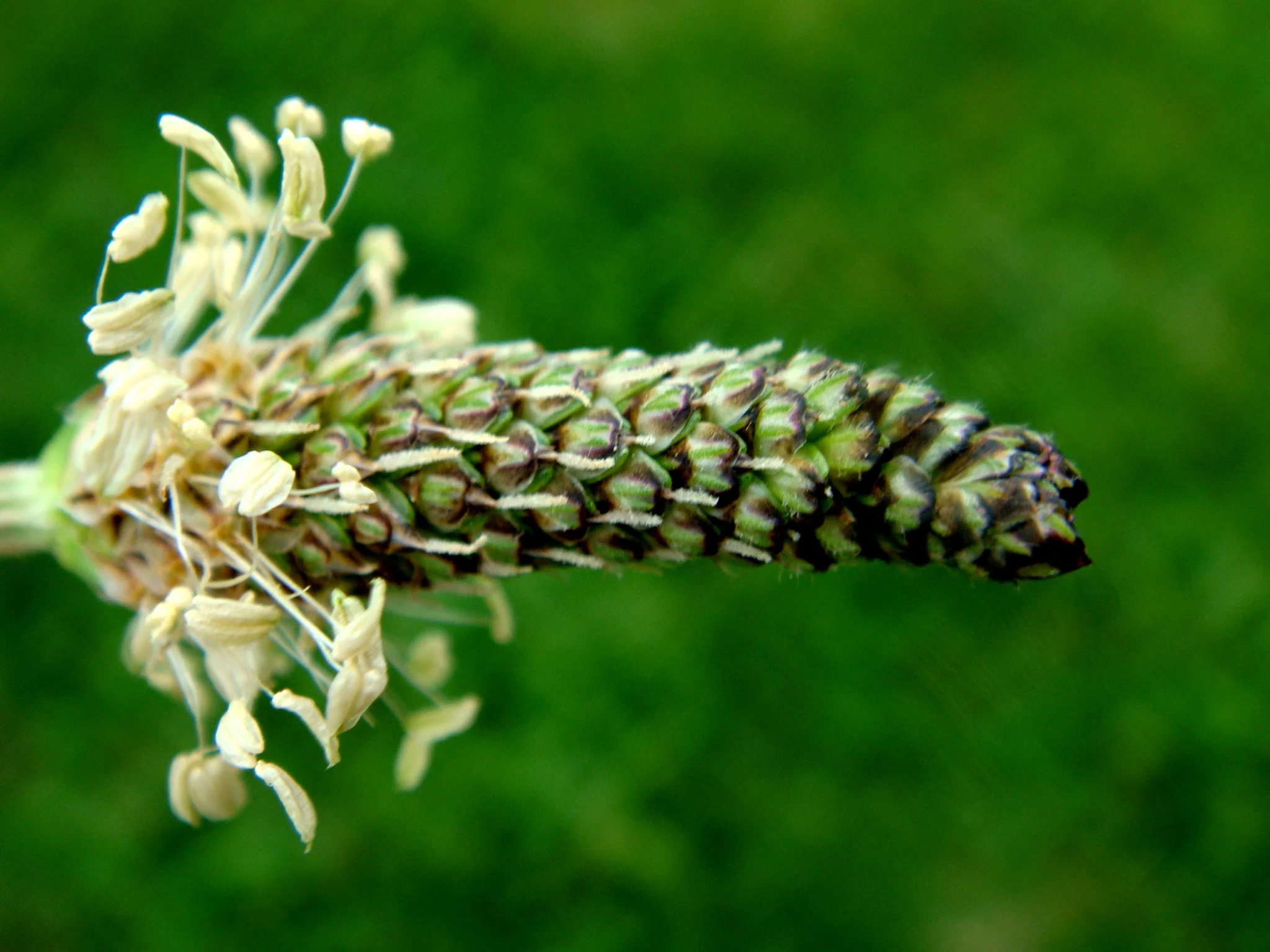 Plantain, Prospect Park, Brooklyn