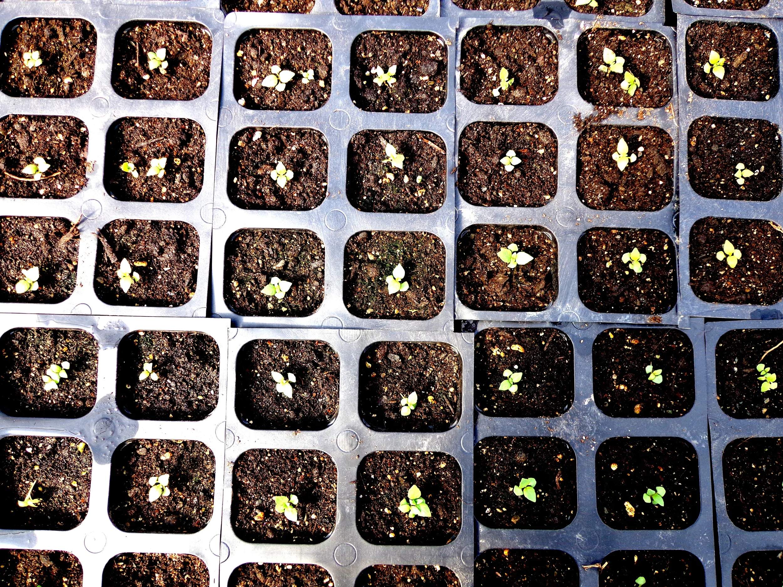 Tulsi, Field Apothecary & Herb Farm, NY