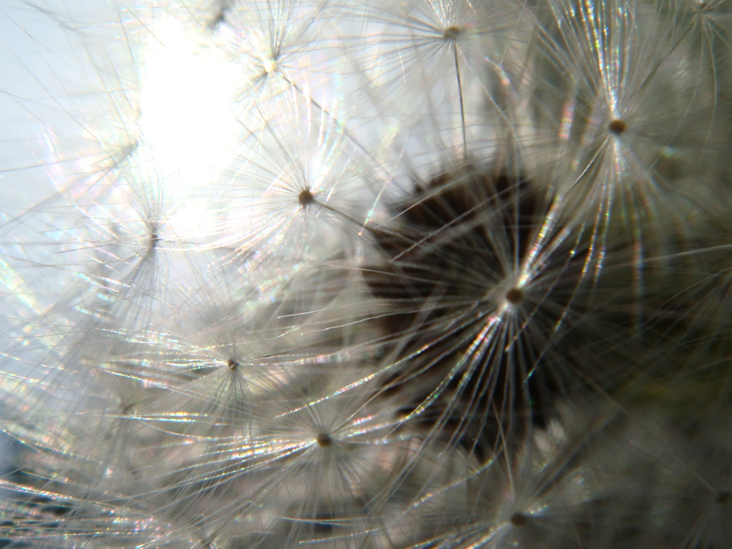 Dandelion, Montauk, NY