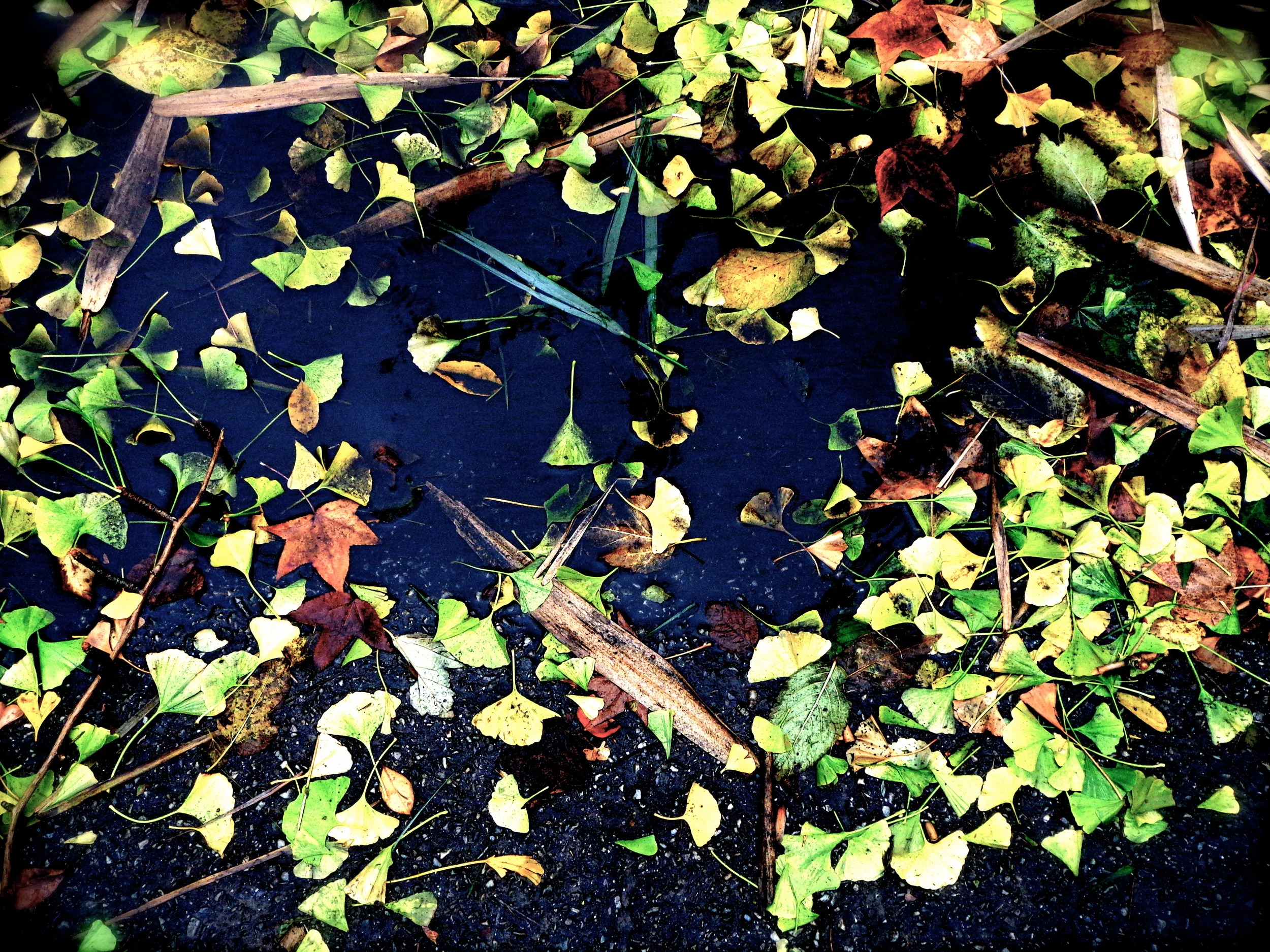 Gingko, Prospect Park, Brooklyn