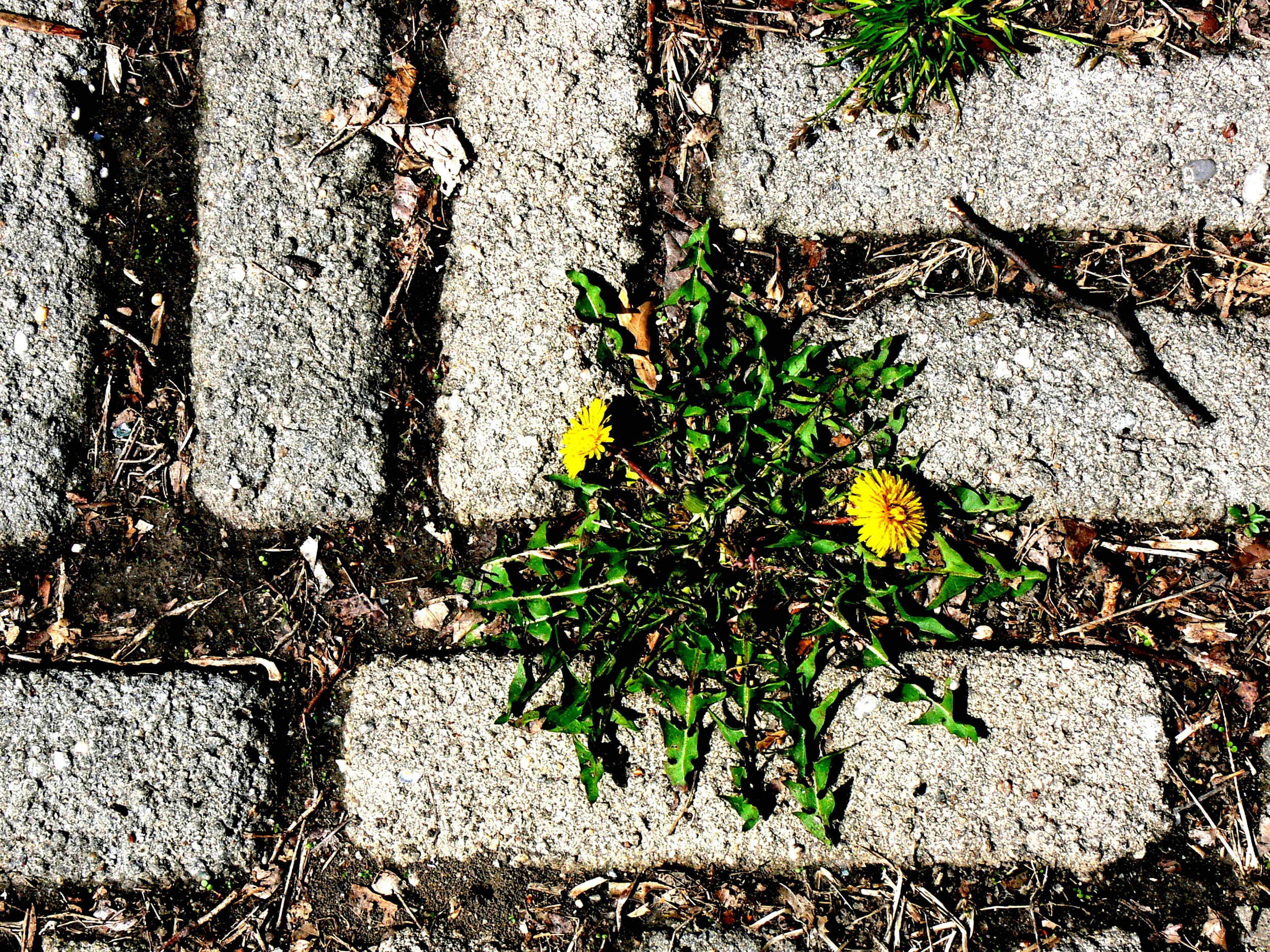 Dandelion, Brooklyn
