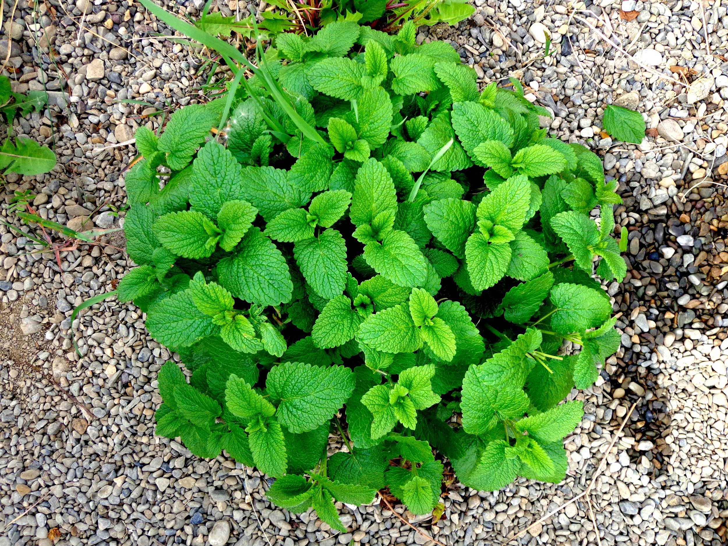 Lemon Balm, Field Apothecary & Herb Farm, NY