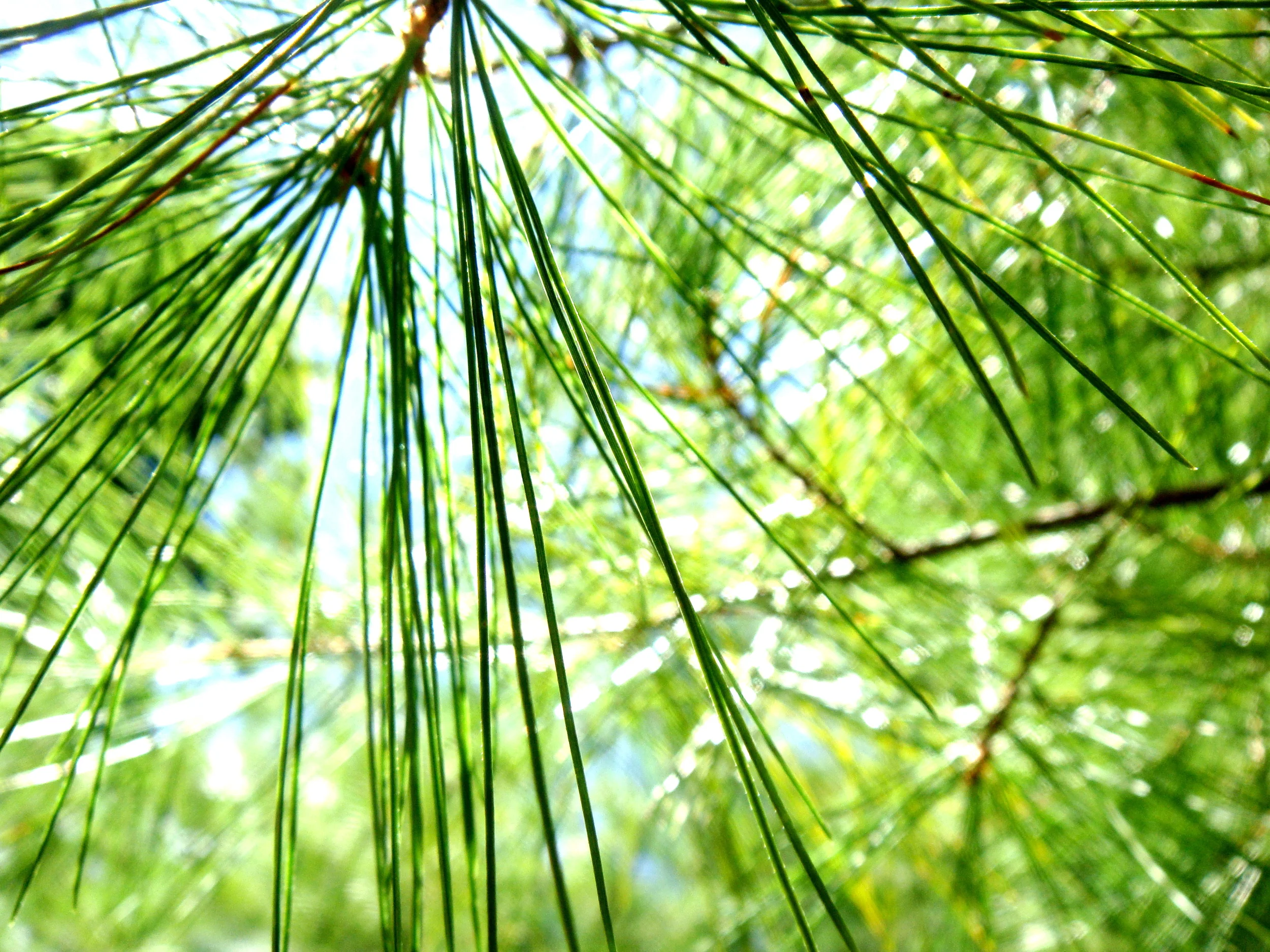 White Pine, New York