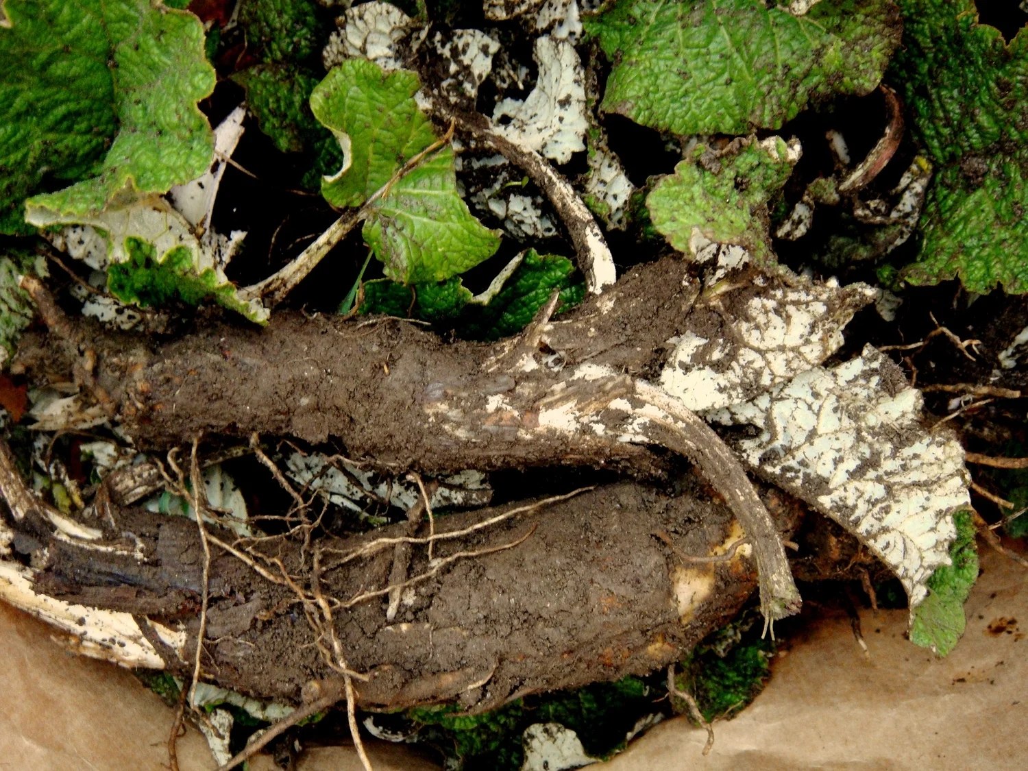 Burdock, Wassiac Community Farm