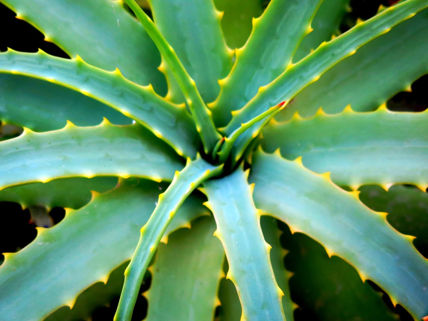 Aloe Vera, Corsica