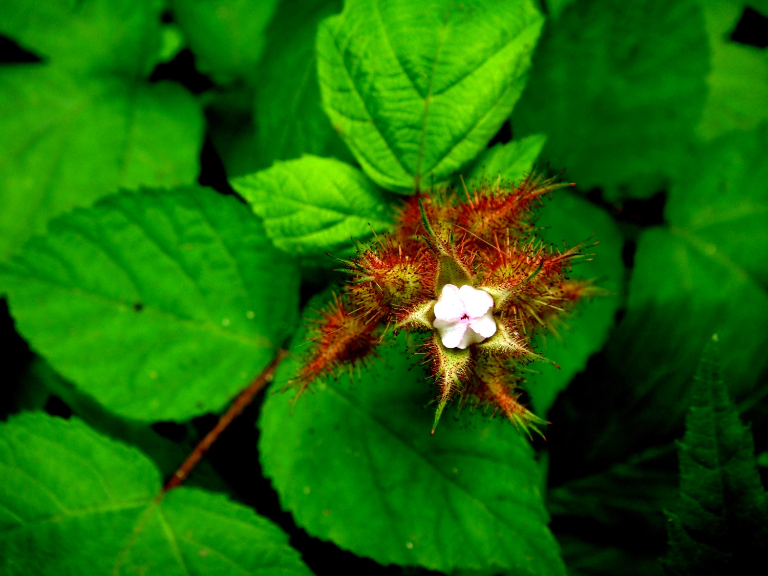 Red Raspberry, New York State