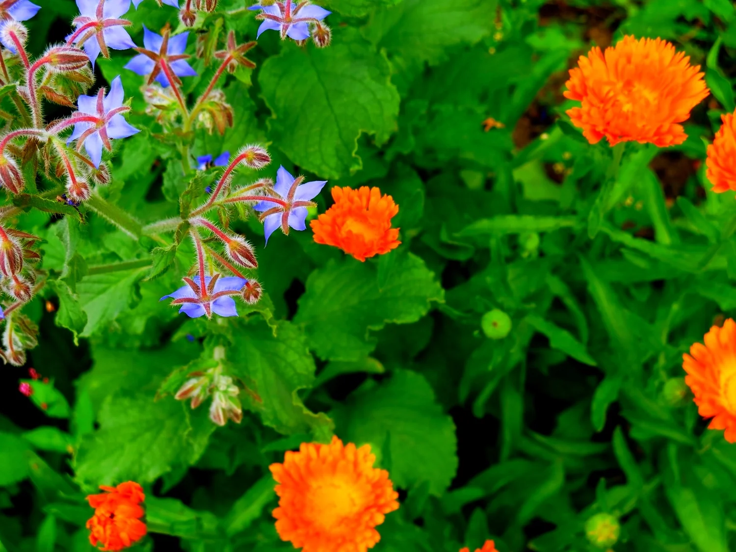 Borage & Calendula, Ananda Ashram