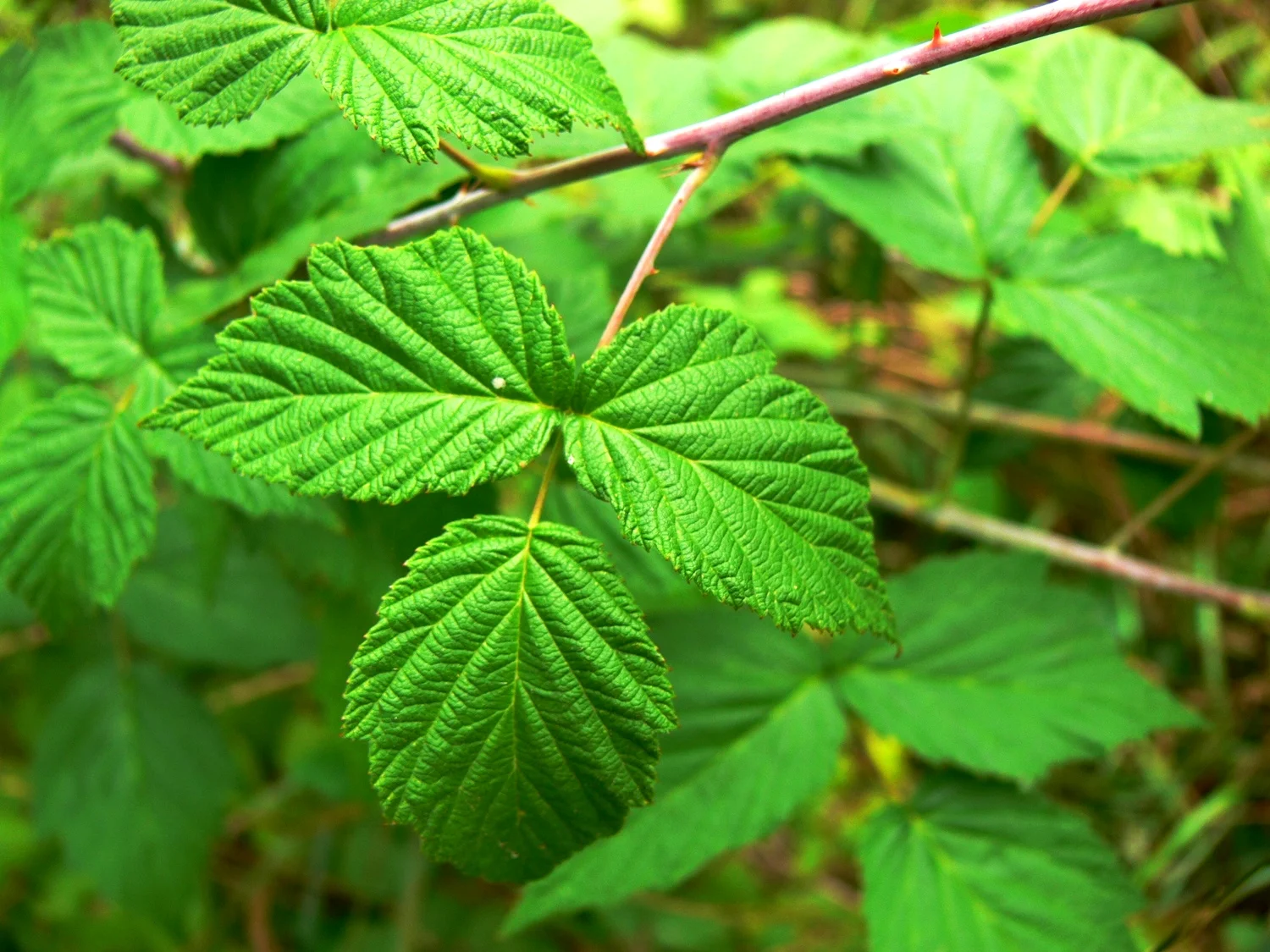 Red Raspberry, New Jersey