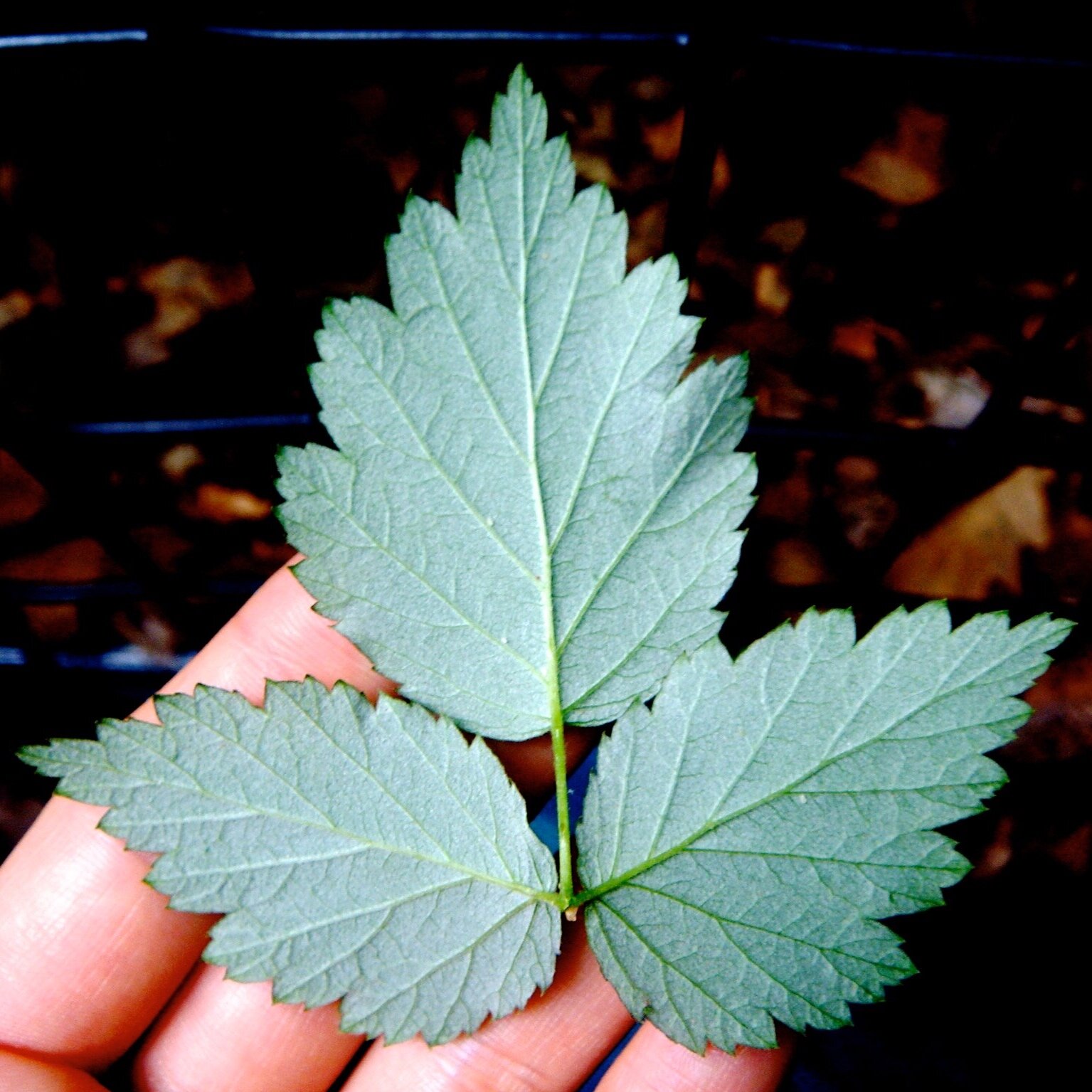 raspberry+leaf.jpg