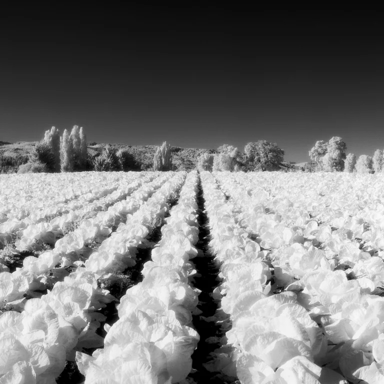 Cabbage Field, Oregon
