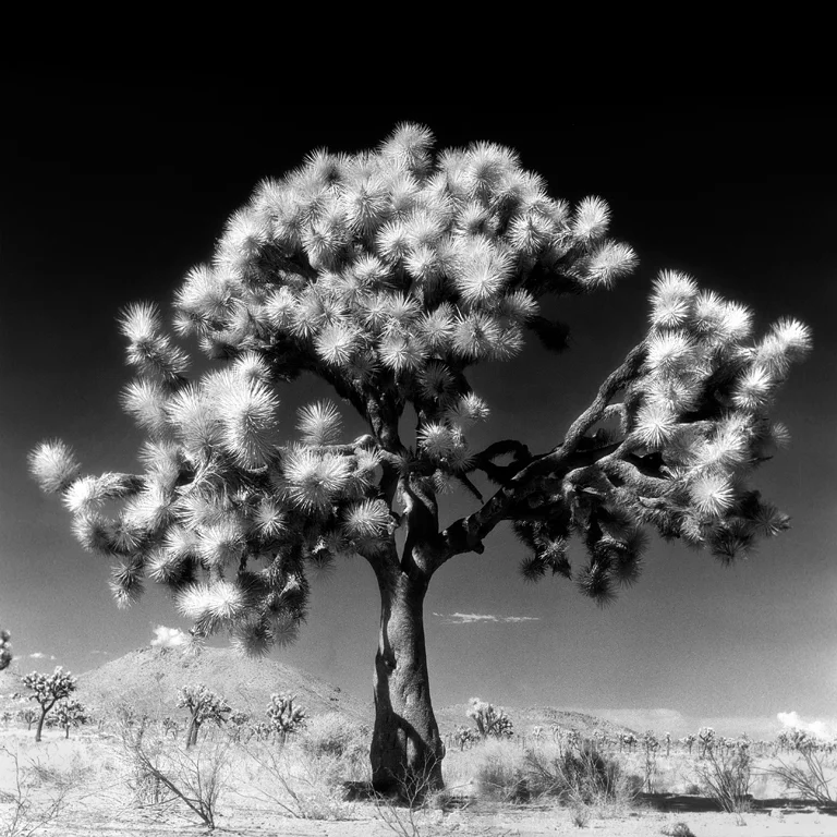 Joshua Tree, California