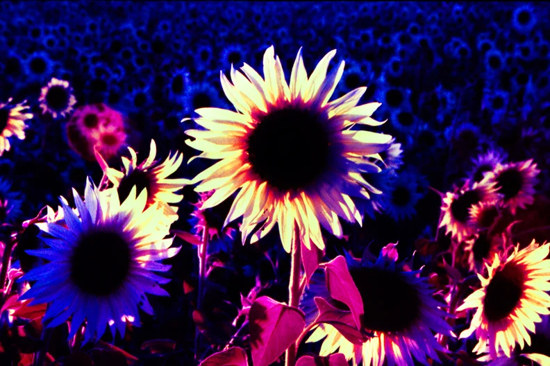 Sunflowers, Sherwood, Oregon